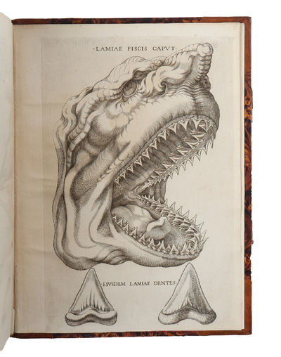 Elementorum myologiae specimen, seu musculi…