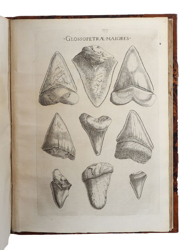 Elementorum myologiae specimen, seu musculi descriptio geometrica. Cui accedunt canis carchariae dissectum caput, et dissectus piscis ex canum genere. - [ "THE FIRST OUTLINE OF A SCIENTIFIC THEORY OF THE DEVELOPMENT OF THE EARTH" ] (photo 4)