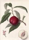 The Violet-native Nectarine (print)