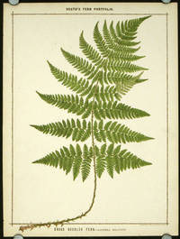 Broad Buckler Fern - Lastrea Dilatata. by BOTANICAL - FERNS)  Heath, Francis George -  1885.