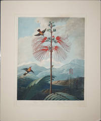 image of Large Flowering Sensitive Plant