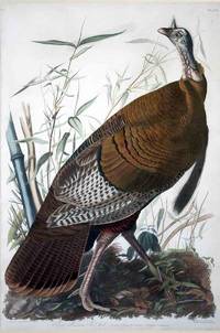 Wild Turkey by Audubon, John James - 1827