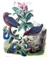A monograph of the pittidae, or, family of ant thrushes