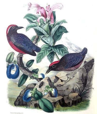A monograph of the pittidae, or, family of ant thrushes