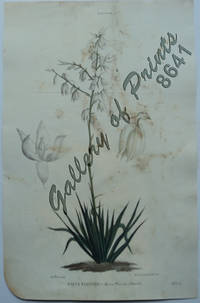 Yucca Flaccida - Yucca Flaccida (Haworth)