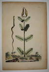 Apocynum Virginianum