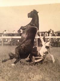 Ed Bolton Taking a Bad Spill at Alliance Rodeo by R. R. Doubleday. Ed Bolton - from T. BRENNAN BOOKSELLER, ABAA (SKU: 0001806)