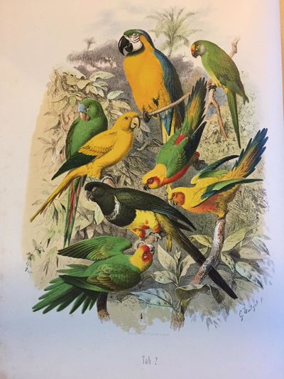 Vogelbilder aus fernen Zonen. Abbildungen und Beschreibungen der Papageien