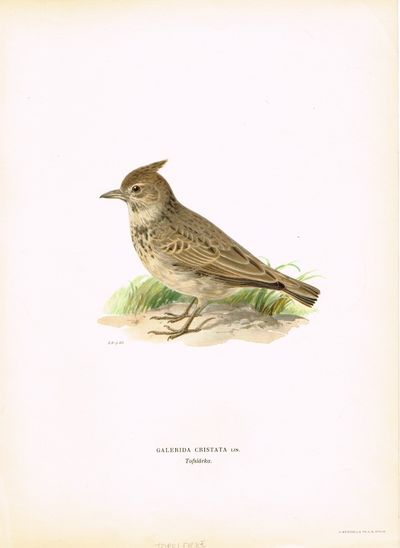 Galerida cristata. Tofslärka (Topplerke). Fra…