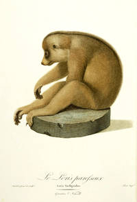 Histoire Naturelle des Singes , peints d&#039;aprÃ¨s nature. by AUDEBERT, J.B - 1797