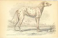 Parent of the Modern Coach Dog (Dalmatian).