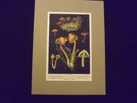 Les Champignons Comestibles…