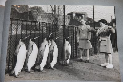 Album of Animal Photographs, Circa 1930