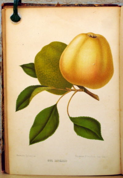 Svenska Trädgårdsföreningens tidskrift 1881-1883.