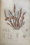 A Monograph of the Gymnoblastic or Tubularian Hydroids. In two parts: I. The hydroida in general. II. The Genera and species of the Gymnoblastea.