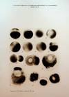 Observations and experiments concerning the elementary phenomena of embryonic development in Chaetopterus, Journal of Experimental Zoology, Vol. III (2), pp 153-268