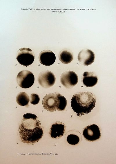 Observations and experiments concerning the elementary phenomena of embryonic development in Chaetopterus, Journal of Experimental Zoology, Vol. III (2), pp 153-268