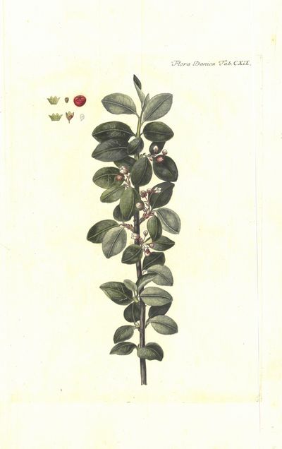 Plansje CXII fra Flora Danica. Andre hefte.