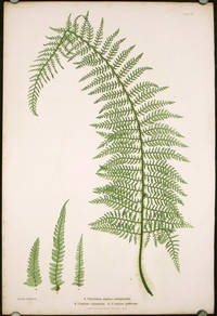 cover of A. Polystichum angulare subtripinnatum. B. ...tripinnatum. C. ...proliferum.