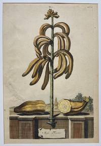Musa Fructus