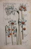 Geranium narcissus & white double-hybrid daffodil; Plate 28 from Le Jardin du Roy Chrestien