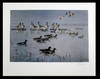[Widgeon (Anas penelope) and Pinkfooted geese (Anser brachyrhynchus)]