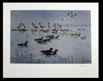 [Widgeon (Anas penelope) and Pinkfooted geese (Anser brachyrhynchus)]