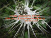 YOUR QUESTIONS ABOUT MENTAL AND PHYSICAL HEALTH by PhD Gayle Kimball - First - from Earth=Haven (SKU: 108)