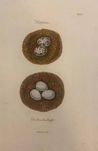 Der kleine Strandlaufer [Sandpiper]