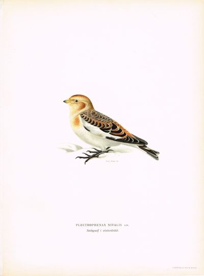 Plectrophenax nivalis. Snösparf i vinterdräkt.…
