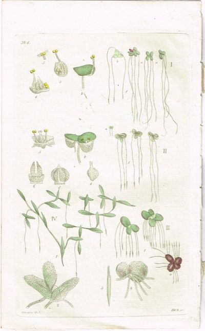 Pl. 324. (Andematslekta / Lemna). Fra verket…