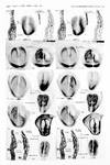 The Development of the Heart in the Rat