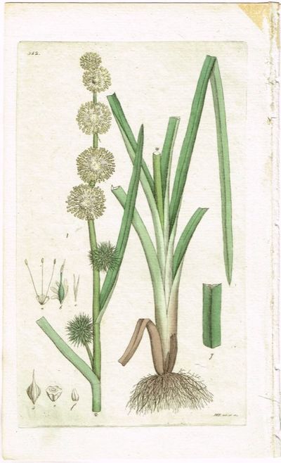 Pl. 342. (Igelknopp / Piggknopp / Sparganium…