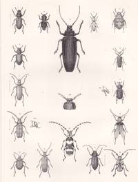 Original 1860 Engraved Plate of Beetles from Reports of Explorations