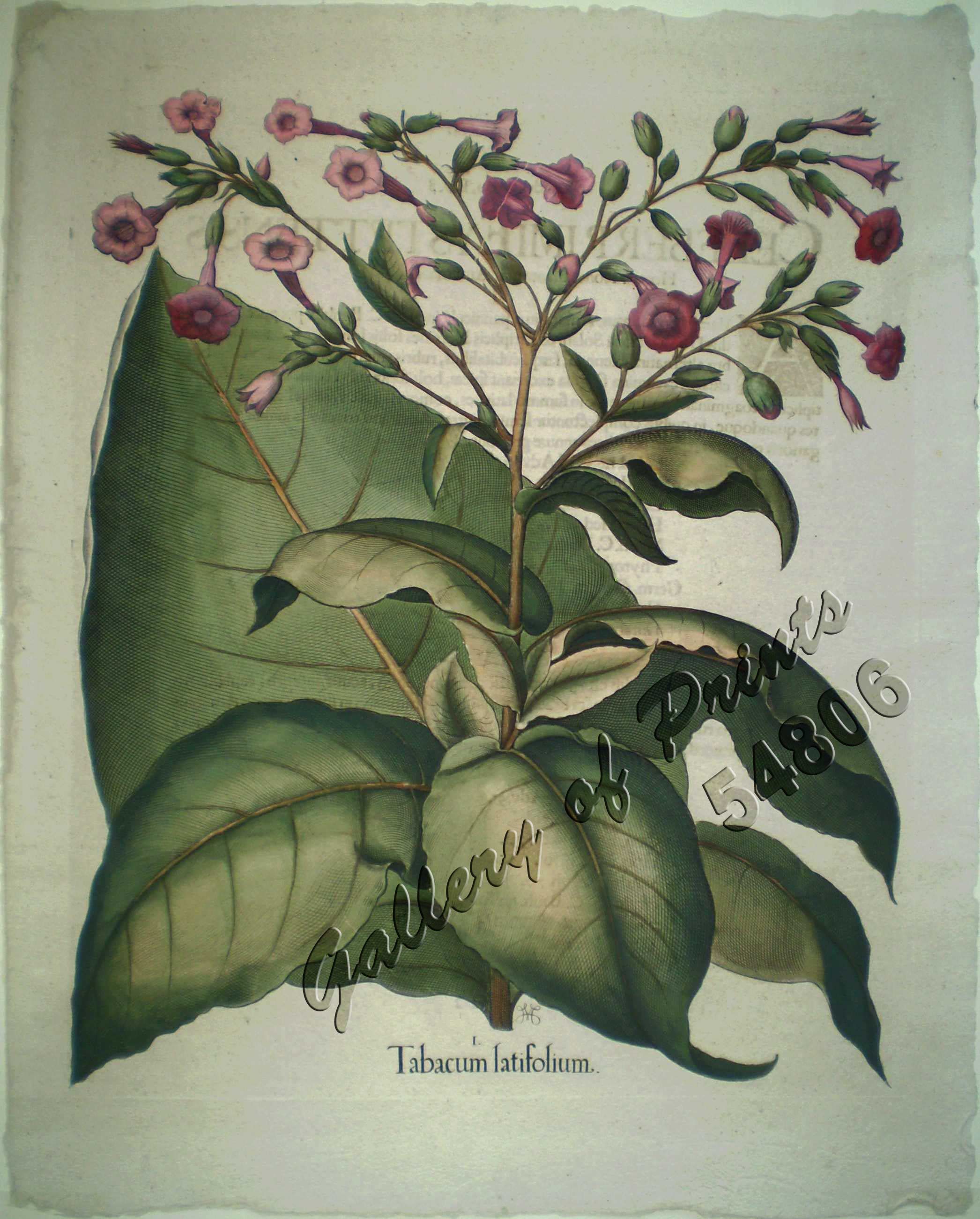 tobacco road lyrics and chords Tobacco Road" Sheet Music by David Lee Roth; The Nashville Teens for  Piano/Vocal/Chords