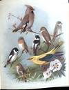 British birds