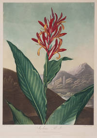 image of The Indian Reed