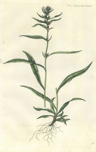 Gnaphalium. Plansje CCLIV fra Flora Danica. Femte…