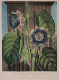 The Quadrangular Passion-flower