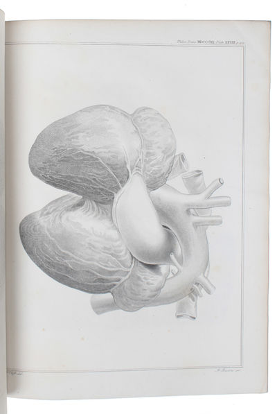 Particulars respecting the anatomy of the Dugong, intended as a Supplement to T.S. Raffles' Account of that Animal. (photo 2)