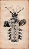Comparative View of the Sensorial and Nervous Systems in Man and Animals