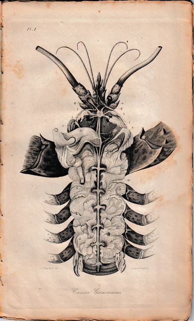 Comparative View of the Sensorial and Nervous Systems in Man and Animals