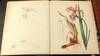 Proof Book Chromolithographic Process Illustrated.
