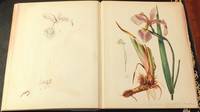 Proof Book Chromolithographic Process Illustrated.