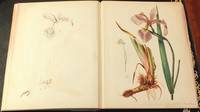 Proof Book Chromolithographic Process Illustrated. by PRANG, Louis (1824-1909)