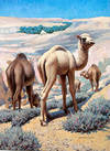 A Group of Camels.