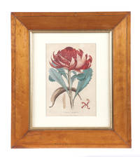 The Waratah: Embothrium Speciosissimum