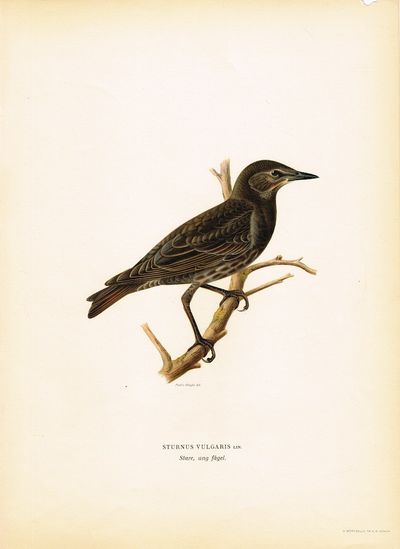 Sturnus Vulgaris. Stare, ung fågel (Stær). Fra…