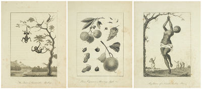 Narrative of a Five Year's Expedition Against the Revolted Negroes of Surinam