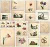 Thirty-One (31) Finely Wrought Botanical Paintings Charting Progress of Art Student at Girls' School in Portland, Maine c.1850